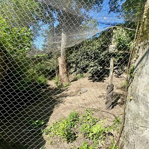 Snow Leopard Exhibit