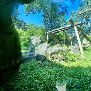 Asiatic Black Bear Exhibit