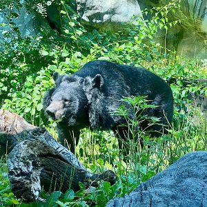 Asiatic Black Bear