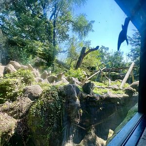 Asiatic Black Bear Exhibit