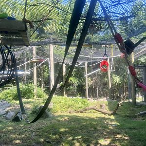 White-handed Gibbon Exhibit