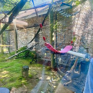 White-handed Gibbon Exhibit