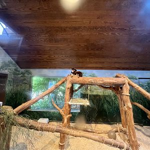 Tree Kangaroo Exhibit