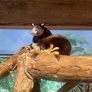 Tree Kangaroos