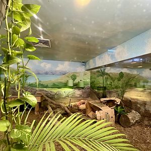 Komodo Dragon Exhibit