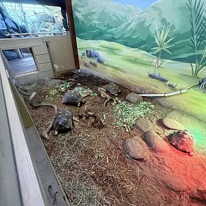 Radiated Tortoise Exhibit