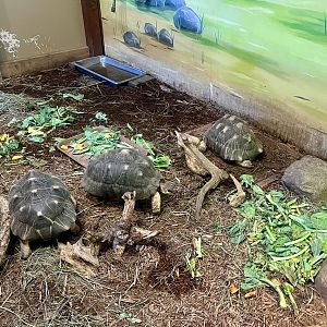 Radiated Tortoises