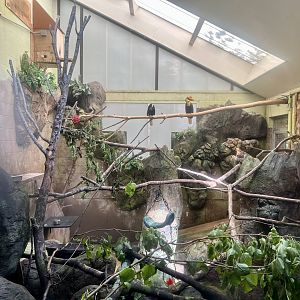 Wrinkled Hornbill Exhibit