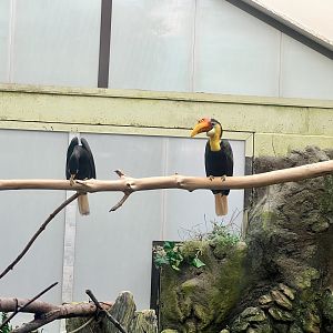 Wrinkled Hornbills