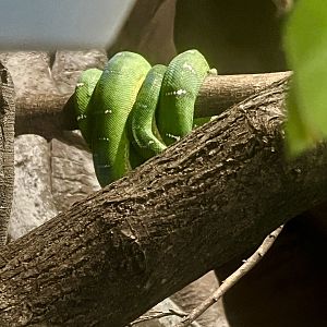Classic Emerald Tree Boa Pose