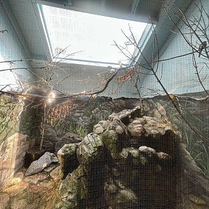 Eastern Rosella Exhibit