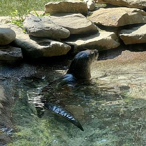 River Otter