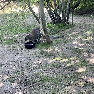 Bennett’s Wallaby