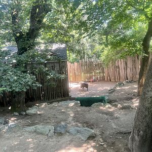 Babirusa Exhibit