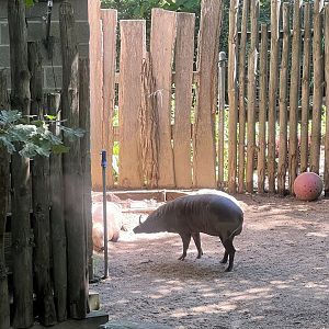 Babirusa