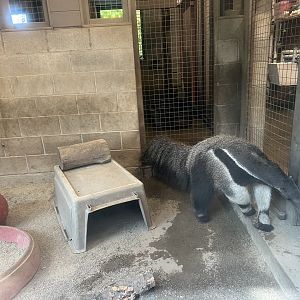 Giant Anteater