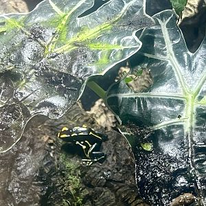 Poison Dart Frog