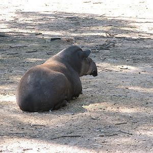WPZ 2007 - Brazilian Tapir, South American paddock