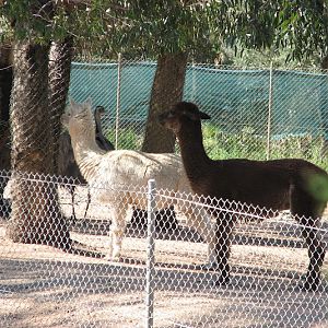 WPZ 2007 - Alpacas and Greater Rhea, South American paddock