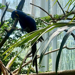 Hyacinth Macaw