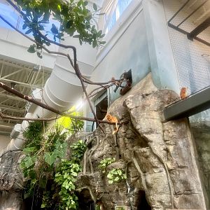 Golden-Lion Tamarins