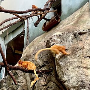 Golden-Lion Tamarins
