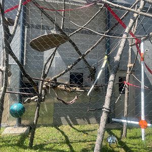 Pale-faced Saki Exhibit