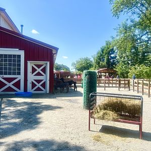 Alpacas and Domestic Ass