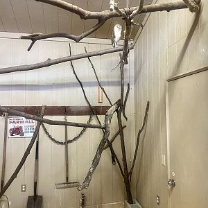Barn Owl Exhibit