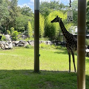 Giraffe Exhibit