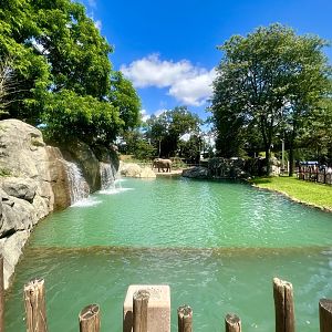 African Elephant Exhibit