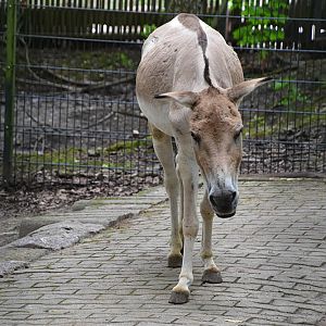 Turkmenian kulan (Equus hemionus kulan)
