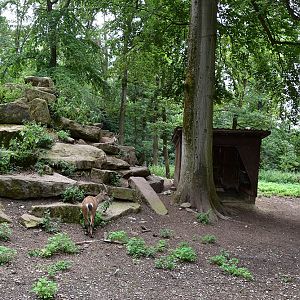 Alpine ibex (Capra ibex)