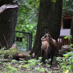 Alpine chamois (Rupicapra rupicapra rupicapra)