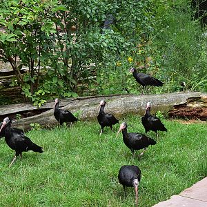 Northern bald ibis (Geronticus eremita)