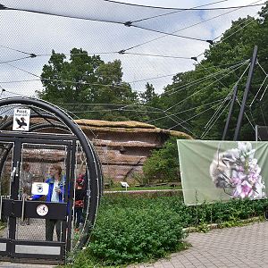 Northern bald ibis (Geronticus eremita) aviary