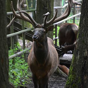 Altai maral (Altai wapiti) (Cervus canadensis sibiricus)