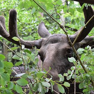 Eurasian elk (Alces alces alces)