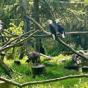 Bald Eagles