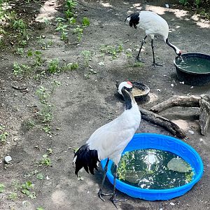 Red-crowned Cranes