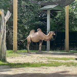 Bactrian Camel