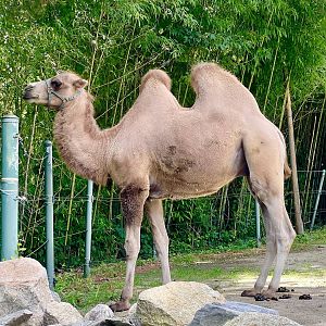 Bactrian Camel