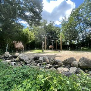 Bactrian Camel Exhibit