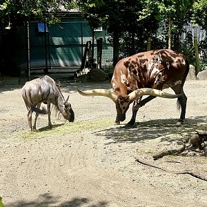 Wildebeest and Watusi (domestic cattle)