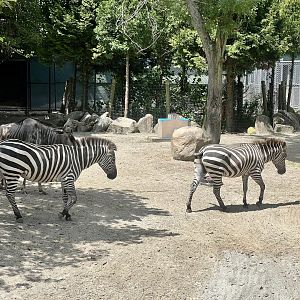 Plains Zebras