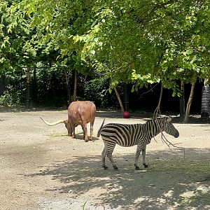 Zebra and Domestic Cattle