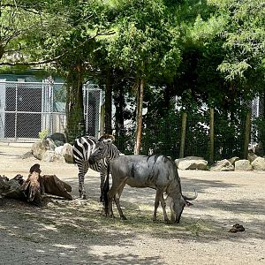 Zebra and Wildebeest