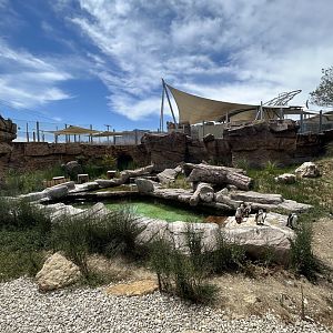 Newer Humboldt penguin exhibit