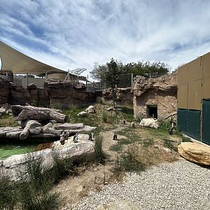 Newer Humboldt penguin exhibit