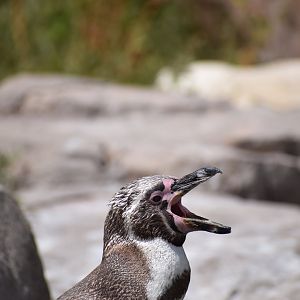 Humboldt penguin